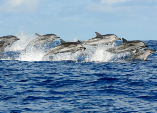 Dolphin & Seal Tour